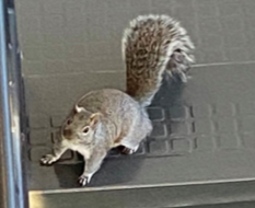 Squirrels take over as Barrington continues remote-learning