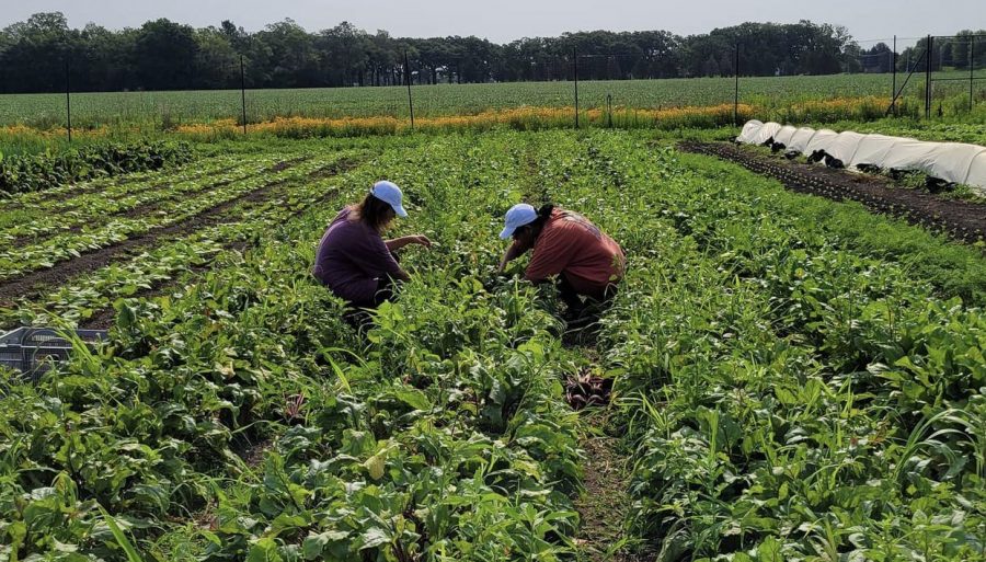 Volunteers work on the farm to harvest beets. Volunteer work is a really important part of Smart Farms start and growth. It was a really fun experience, Alexia Lee, 23, said. 